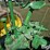 1941-john-deere-b-image-13