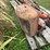 allis-chalmers-tractor-parts-image-6