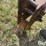 graham-hoeme-plow-s-9-shank-chisel-image-9