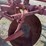 minneapolis-moline-disc-plow-image-16