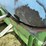 john-deere-1065-image-15