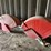 pair-of-international-harvester-full-coverage-tractor-fenders-with-side-shields-image-1