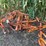 allis-chalmers-cultivator-image-5