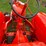 1949-allis-chalmers-ib-tractor-image-14
