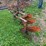 allis-chalmers-3-bottom-snap-coupler-plow-image-7