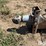 large's-wet-distillers-grain-feed-wagon-image-7
