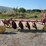 minneapolis-moline-disc-plow-image-6