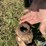 bush-hog-257r-image-9