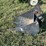 12in-mini-excavator-tooth-bucket-image-4