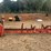 #1850-•-ctr-bucksaw*-image-1