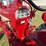 farmall-350-diesel-high-crop-image-45