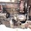 #1979-•-massey-ferguson-perkins-diesel-(of)-image-26
