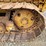 caterpillar-d3-image-42