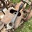 1.5hp-mccormick-deering-ihc-m-image-5