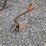 #2064-•-brinley-1b-plow-image-6