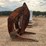 #2850-•-rockland-log-forks-with-grapple-image-3