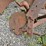 #2067-•-massey-ferguson-3b-3pt-plow-image-12