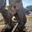 caterpillar-245-image-14