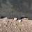 #8210-•-new-kc-skid-steer-trash-hopper-image-7