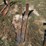 #104-•-set-of-42"-pallet-forks-image-1