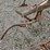 #2062-•-2---antique-plows-image-13