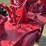 farmall-mv-image-53
