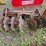 #2023-•-3pt-furrow-disk-image-5