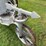 little-bull-tractor-image-7
