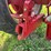 farmall-340-image-54
