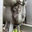 little-bull-tractor-image-17