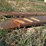 #107-•-set-of-42"-pallet-forks-[damaged]-image-6