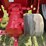 farmall-560-lp-image-52
