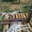 #102-•-set-of-42"-pallet-forks-image-2