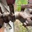 #1979-•-massey-ferguson-perkins-diesel-(of)-image-47