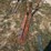 #103-•-set-of-42"-pallet-forks-image-1