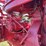 farmall-mv-image-88
