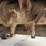 #1415-•-gomaco-3600-image-95