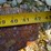#101-•-set-of-42"-pallet-forks-image-6