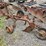 #2068-•-allis-chalmers-2b-pull-plow-image-6