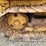caterpillar-d3-image-50
