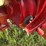 international-w400-image-38