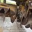 #1415-•-gomaco-3600-image-93
