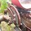 #1979-•-massey-ferguson-perkins-diesel-(of)-image-32