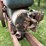 7hp-hercules-image-8