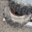 #6399-•-(3)-skidsteer-tires-and-rims-image-4