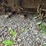 #2081-•-mott-77"-3pt-flail-mower-image-14