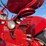 farmall-350-diesel-high-crop-image-38