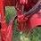 farmall-460-diesel-image-51
