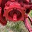 farmall-560-diesel-image-50