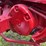 farmall-560-image-32